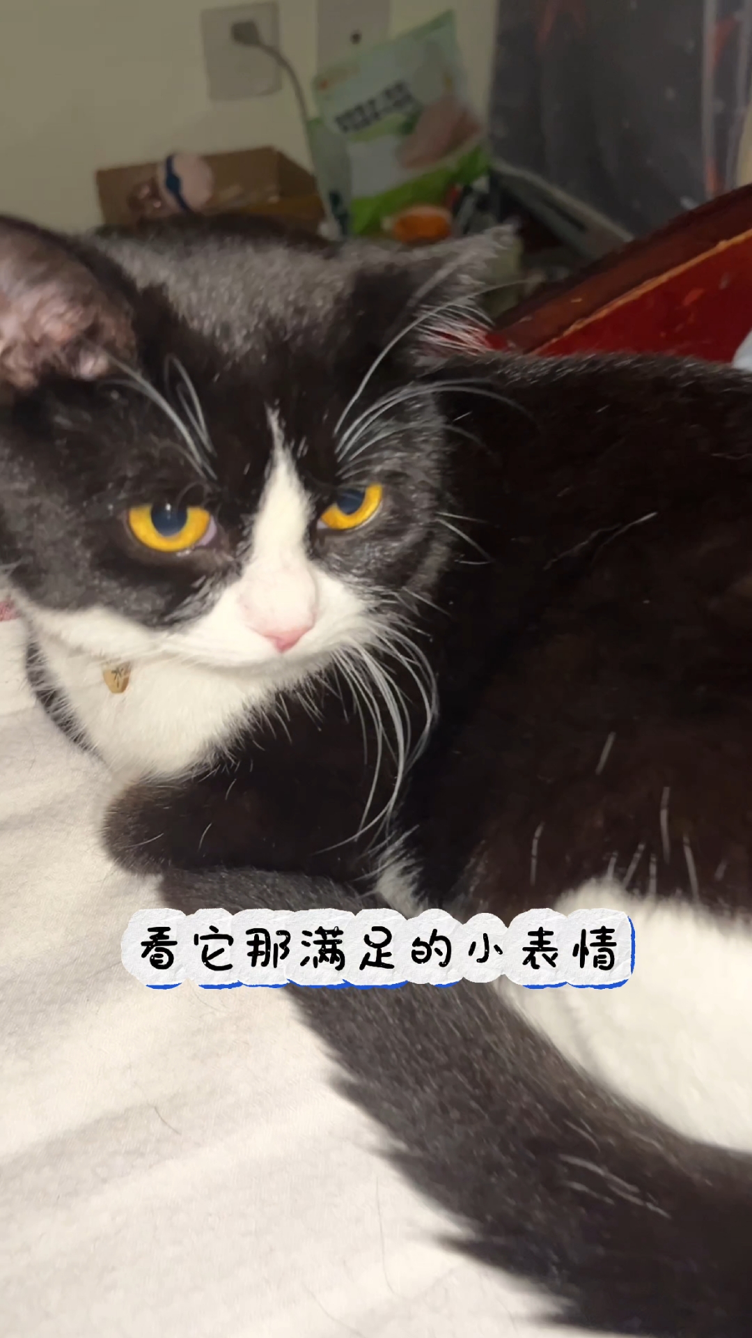 这也是很会享受的小猫咪!