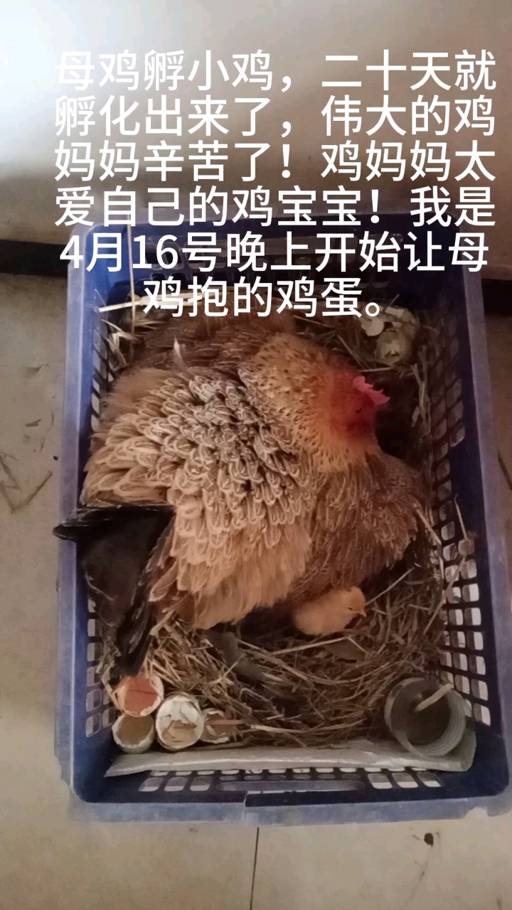 第二十天小鸡就孵化出来了一部分,小鸡宝宝太萌了,太可爱了!