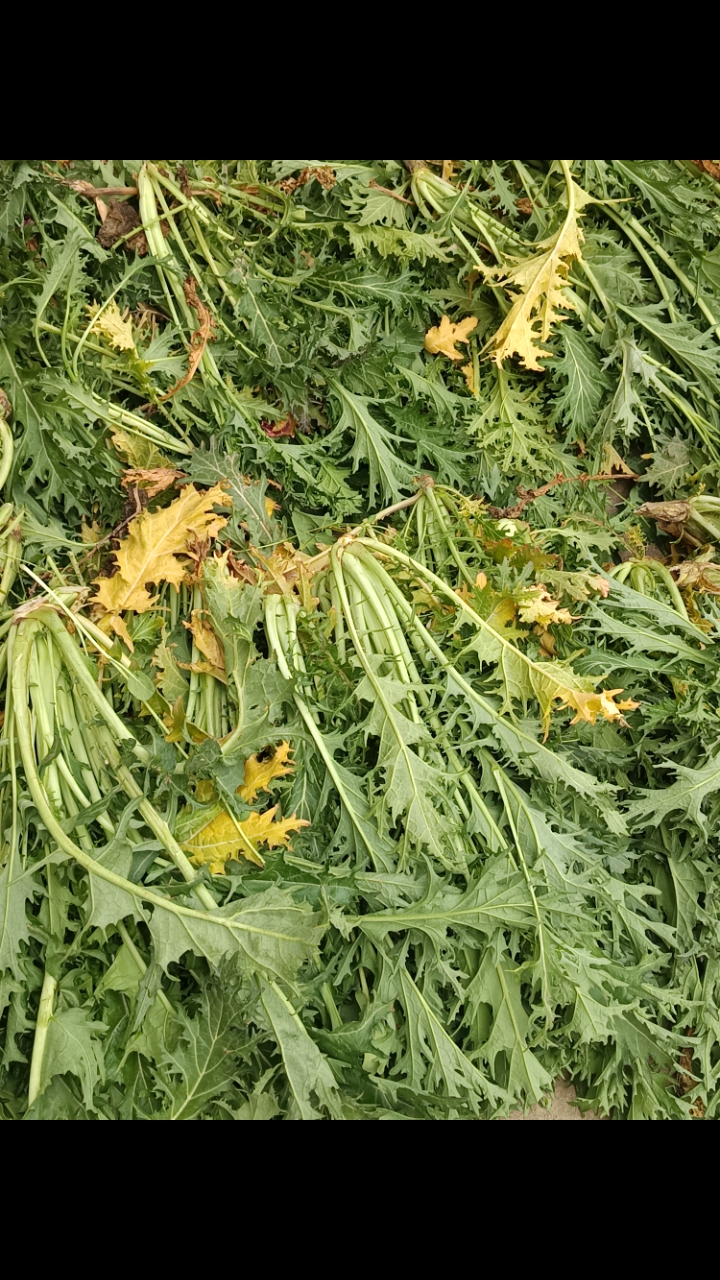 腊菜,顾名思义腊月里面的菜