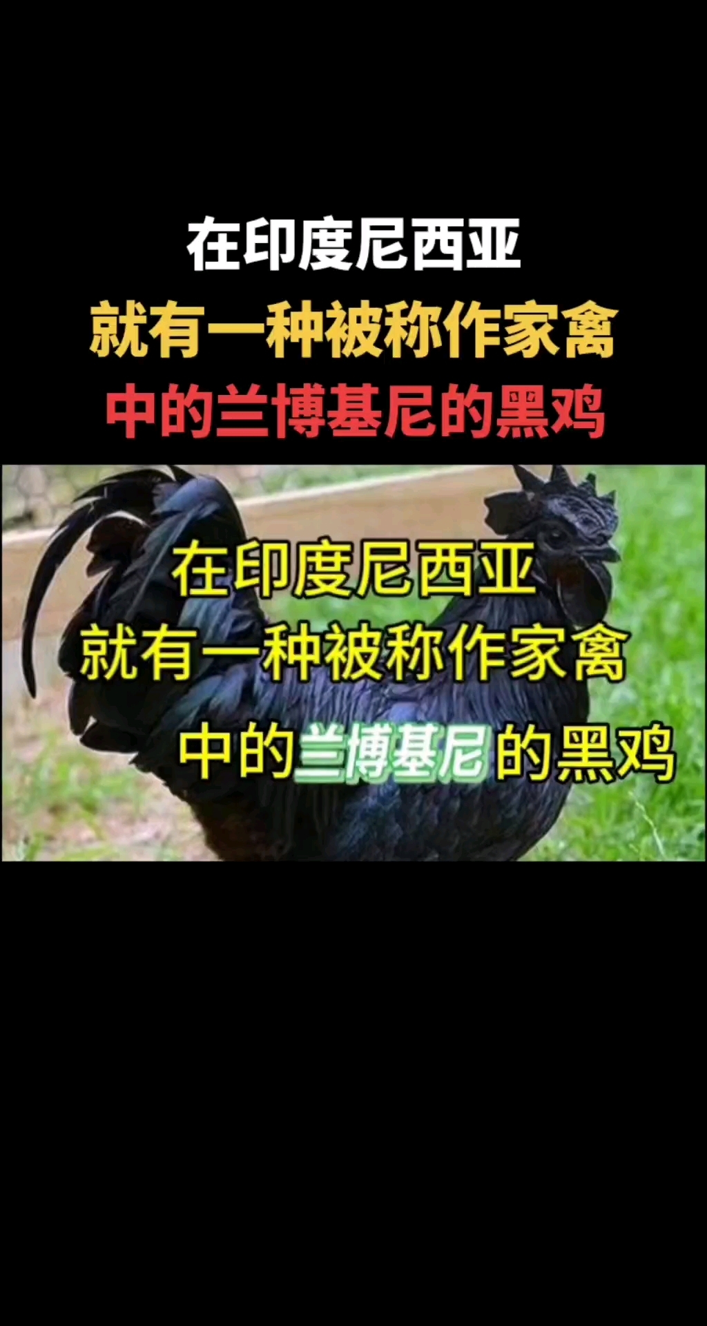 在印度尼西亚,就有一种被称为家禽中的,兰博基尼的黑鸡!
