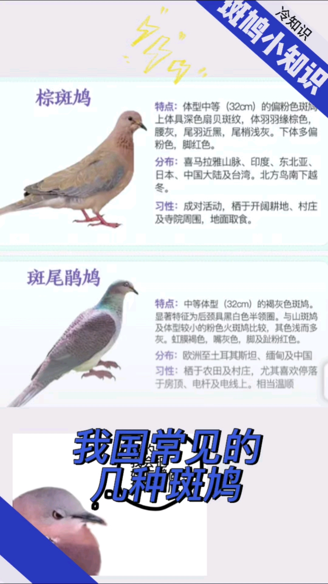 常见的几种的斑鸠