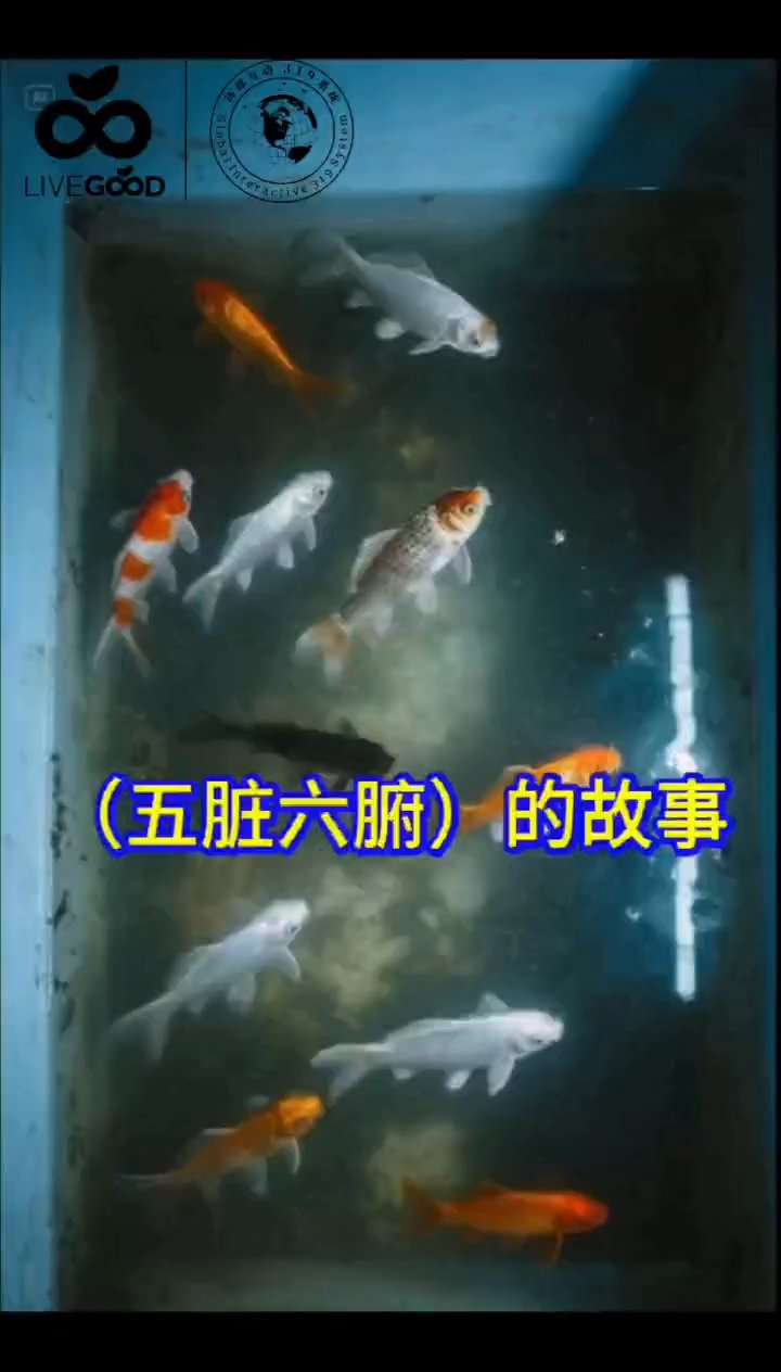 五脏六腑的故事