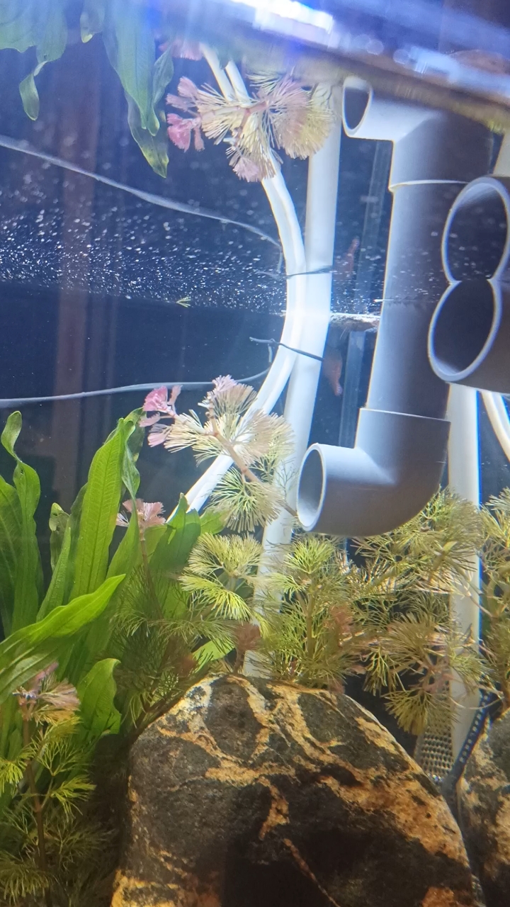 我的丽丽鱼要繁殖了