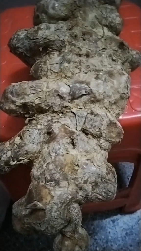 一般嚟讲山货非常好,土茯苓最好药材,煲汤煮水都可以了