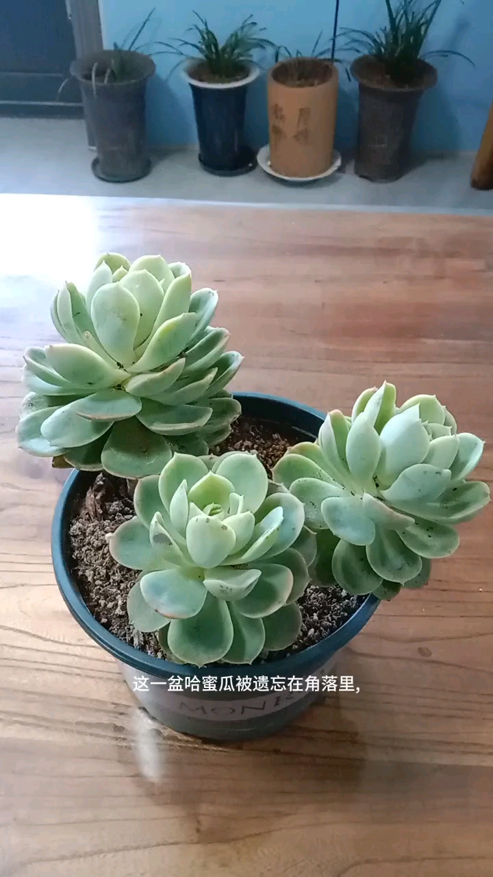 多肉哈蜜瓜徒长了怎么办?修剪一下将来变成多盆。