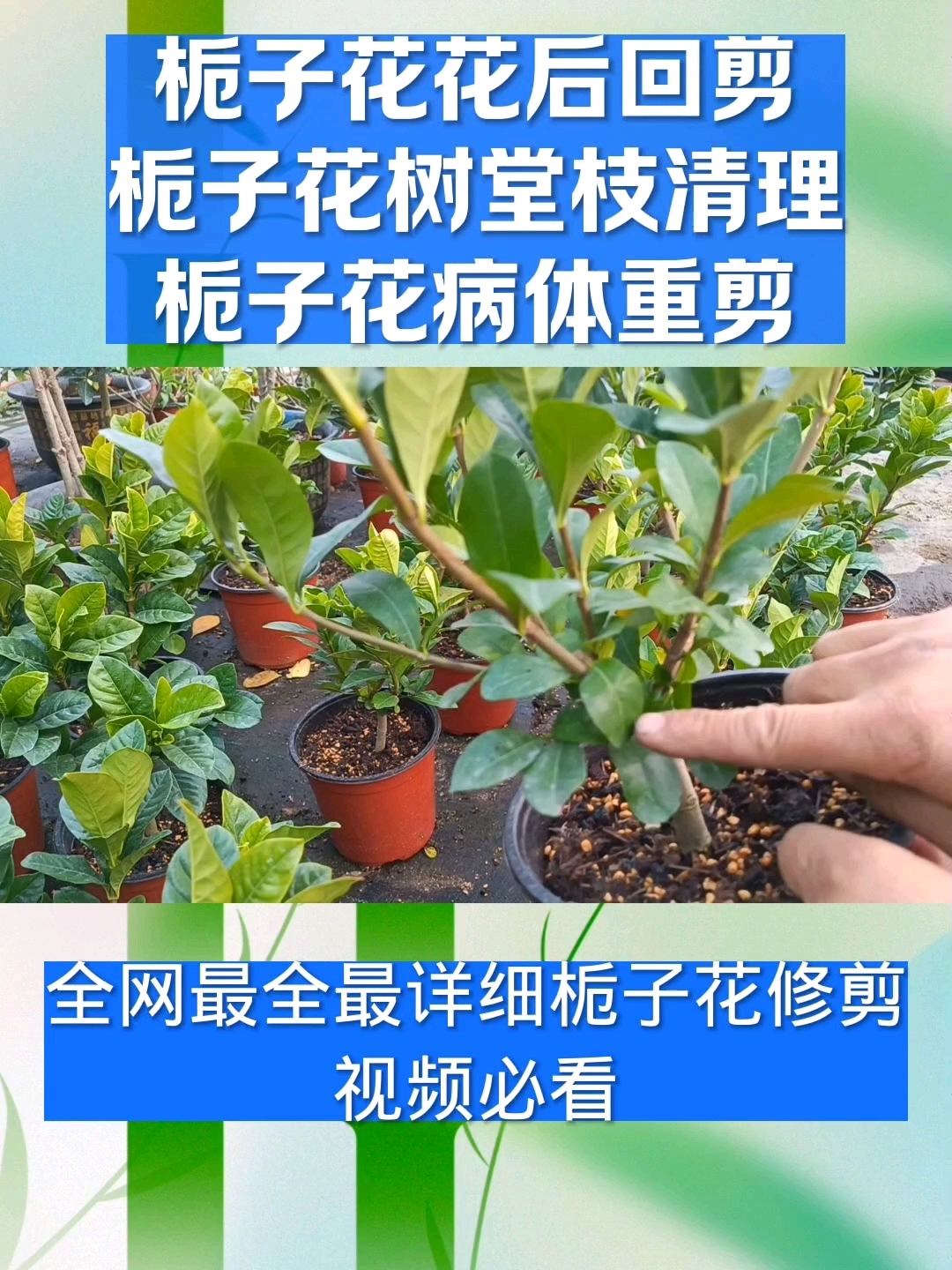 栀子花四季修剪,剪好花开爆盆,剪差不长花苞没有花开没花看