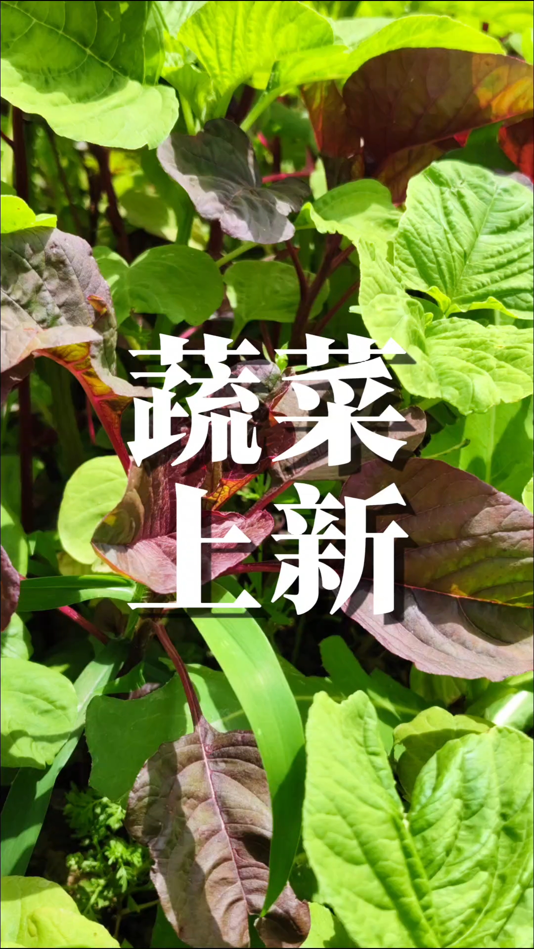 初夏蔬菜上新。#自然生长的蔬菜 #纯粹有机种植 #非转基因