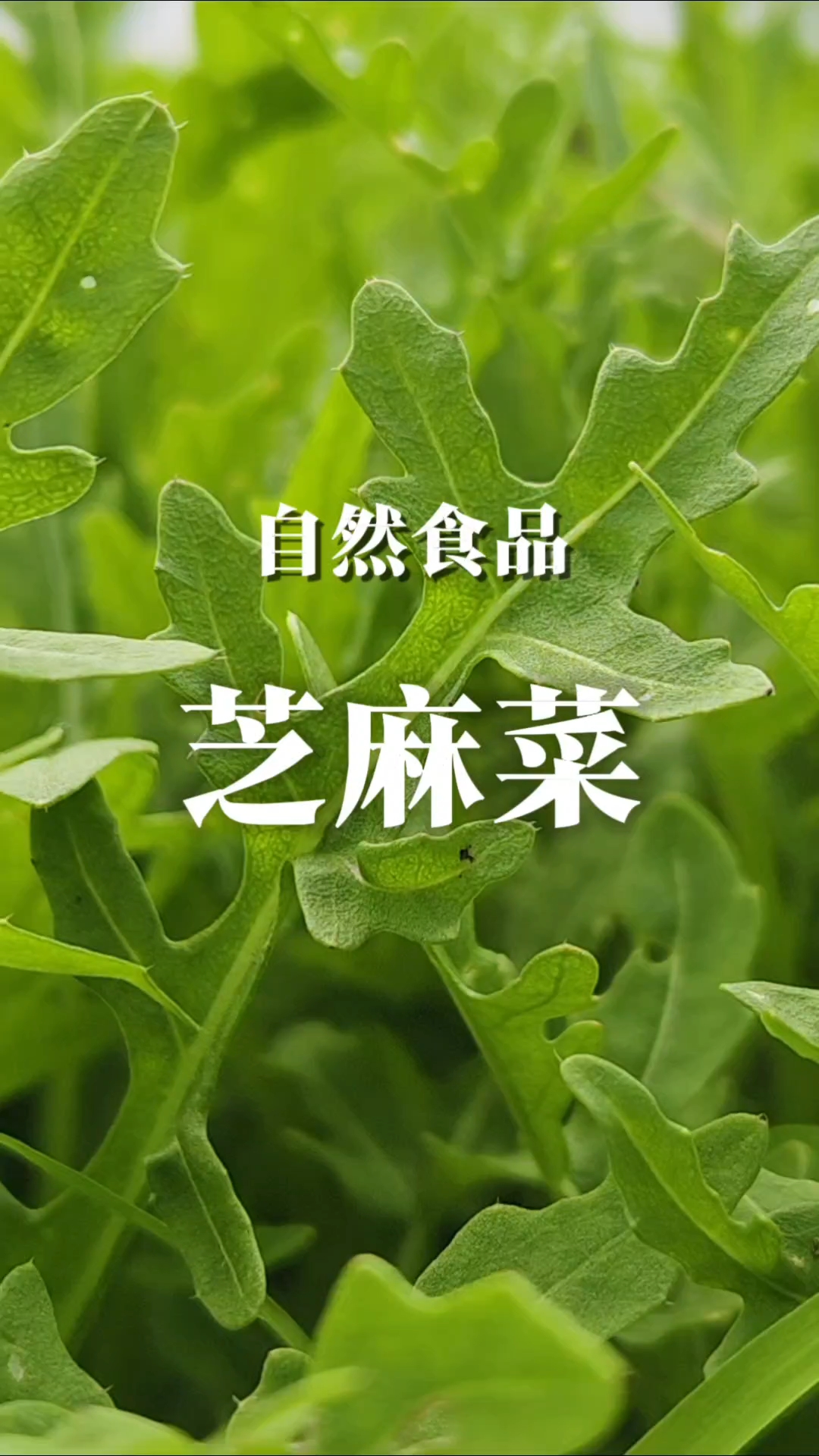 芝麻菜食用历史与菜谱