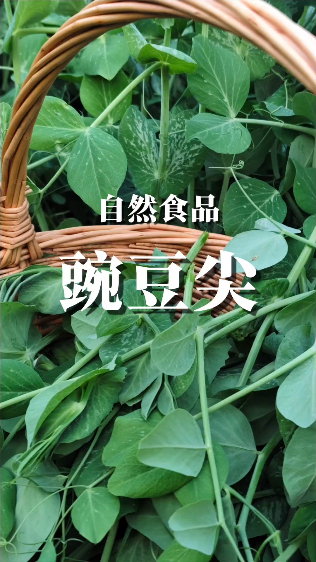 豌豆尖有清香扑鼻,口感软糯,好吃的时令菜。#豌豆尖 #豌豆苗