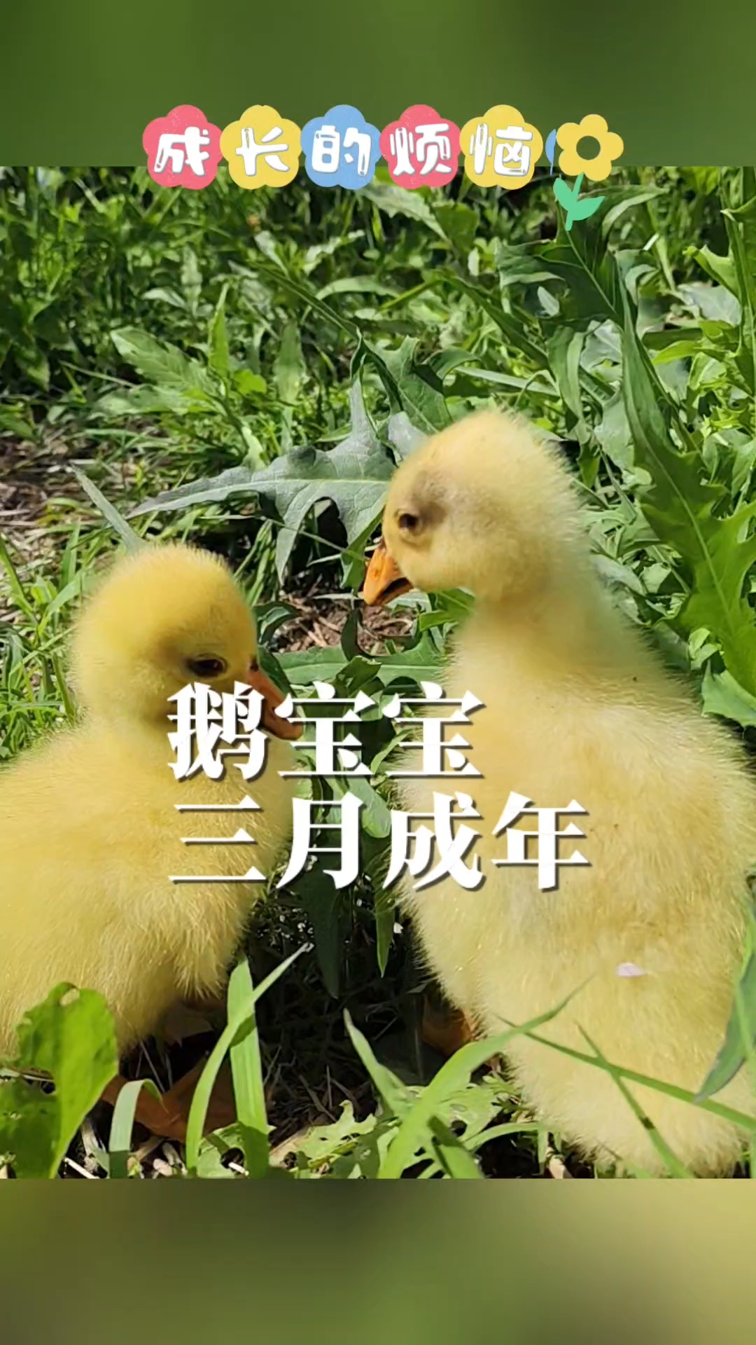 从奶黄包到大白鹅只需要3个月,视频全记录。#可爱的小鹅 
