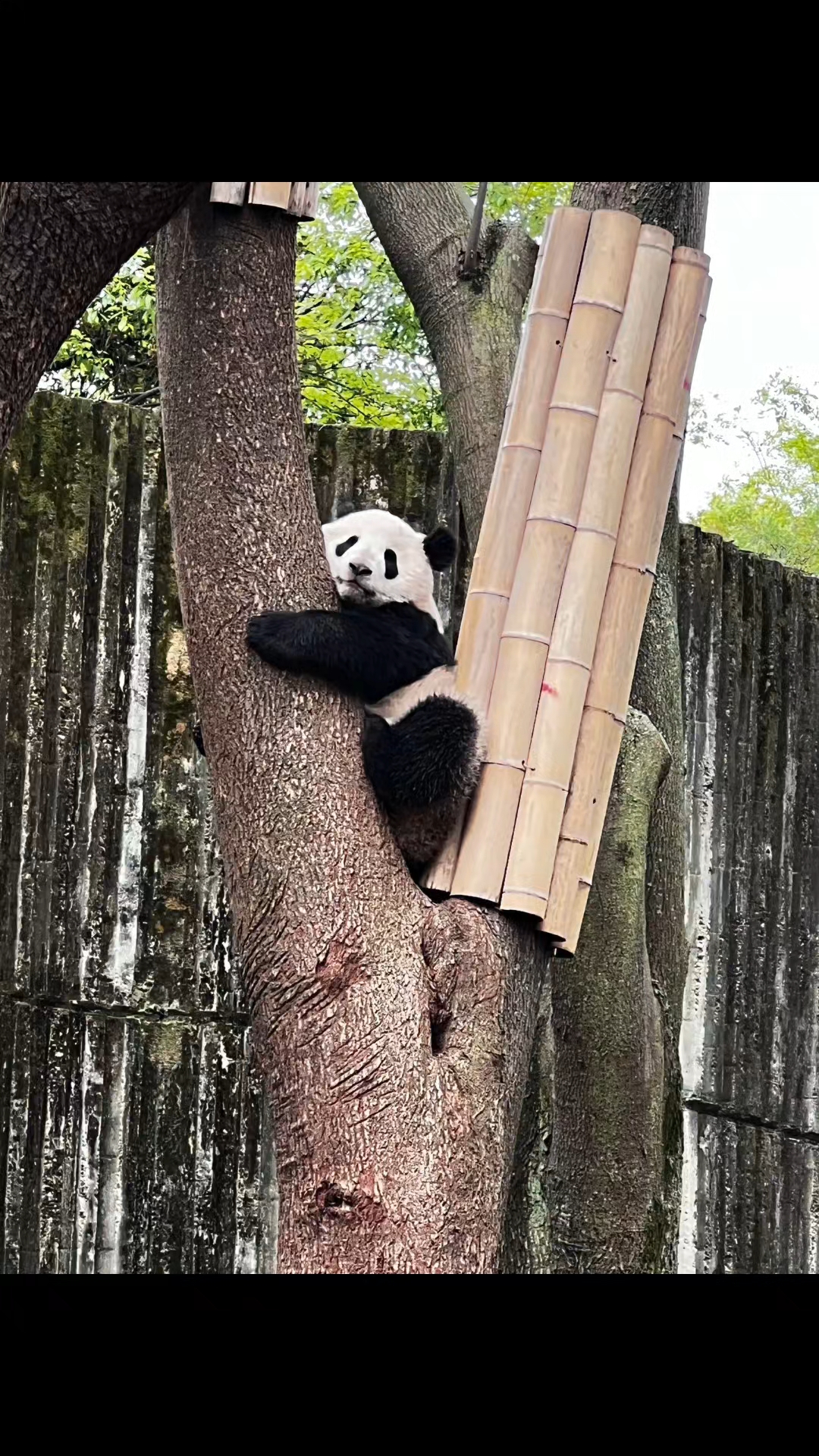 分享一组存在手机里可爱的熊猫照片#也太可爱了吧