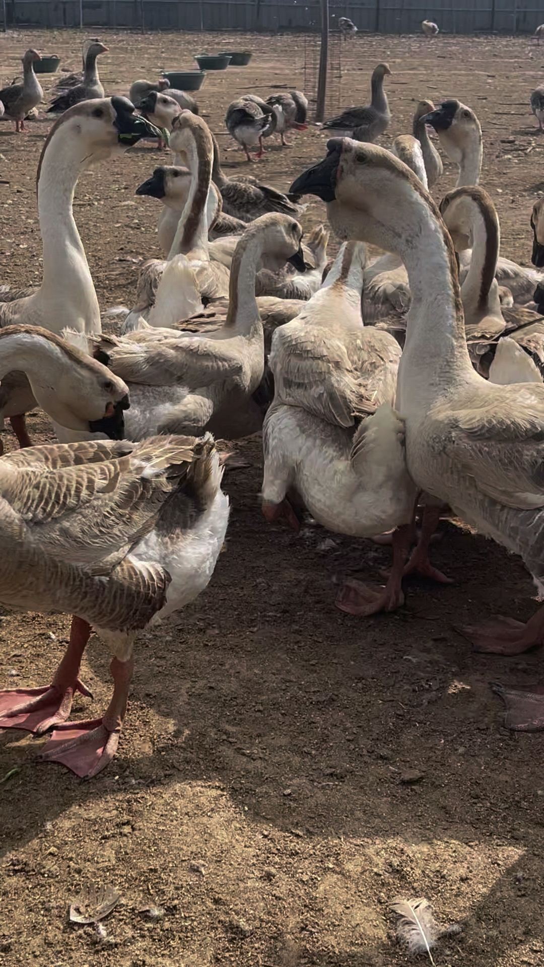 特大种狮头鹅鹅苗孵化