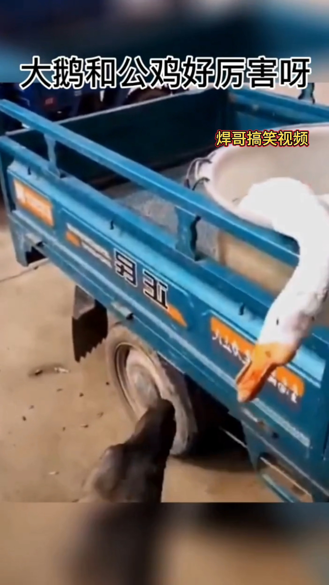 搞笑视频配音  农村三恶霸之首大鹅