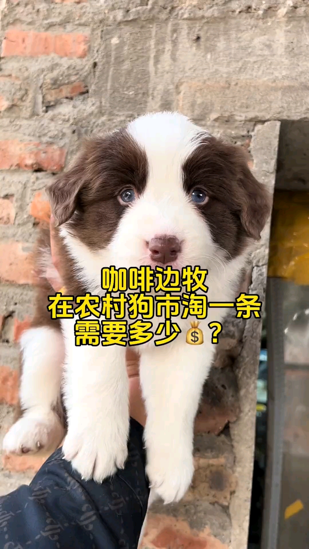 淘只稀有色边牧犬,巧克力色小边牧#边牧幼崽萌化了# #边牧#