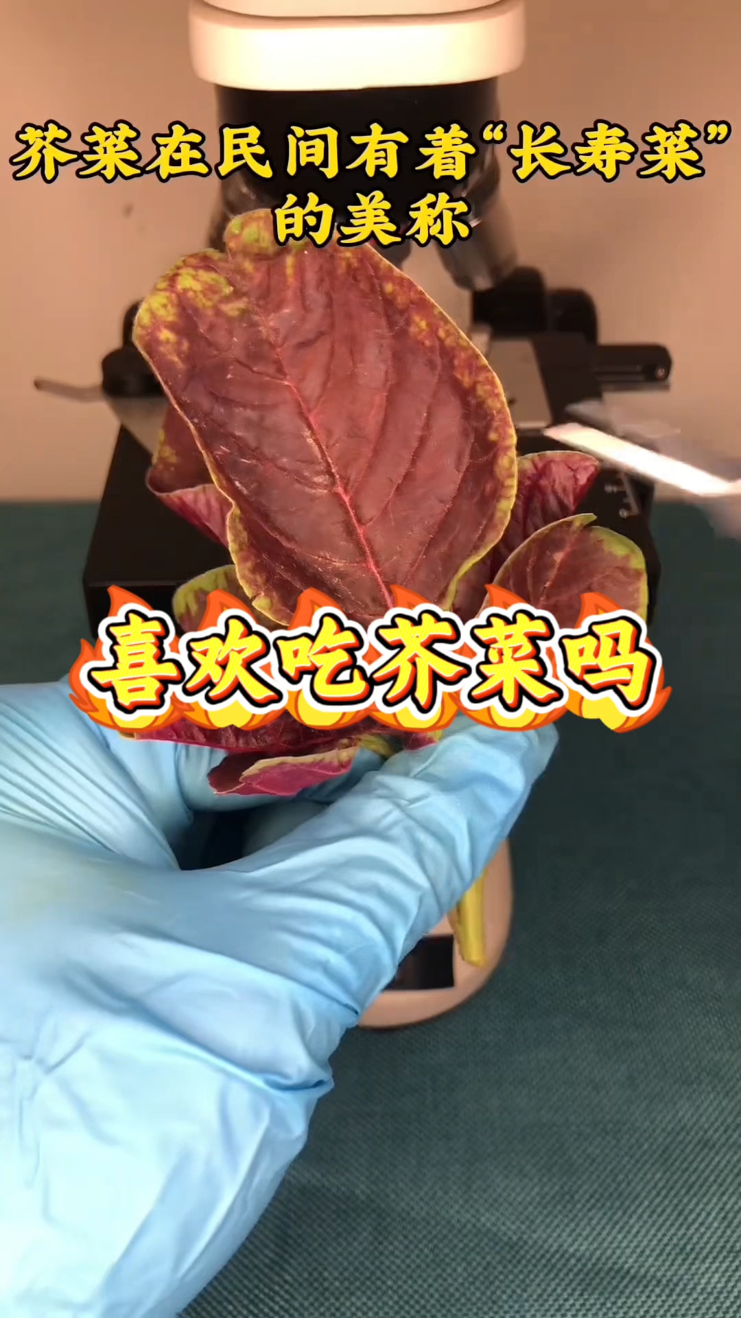 芥菜放大