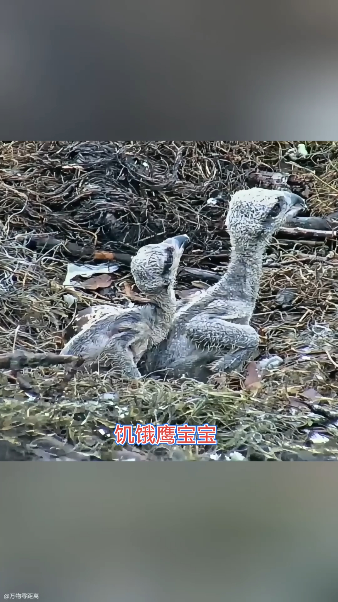“惊心动魄”的一餐，鱼鹰爸爸捕鱼喂养小鹰