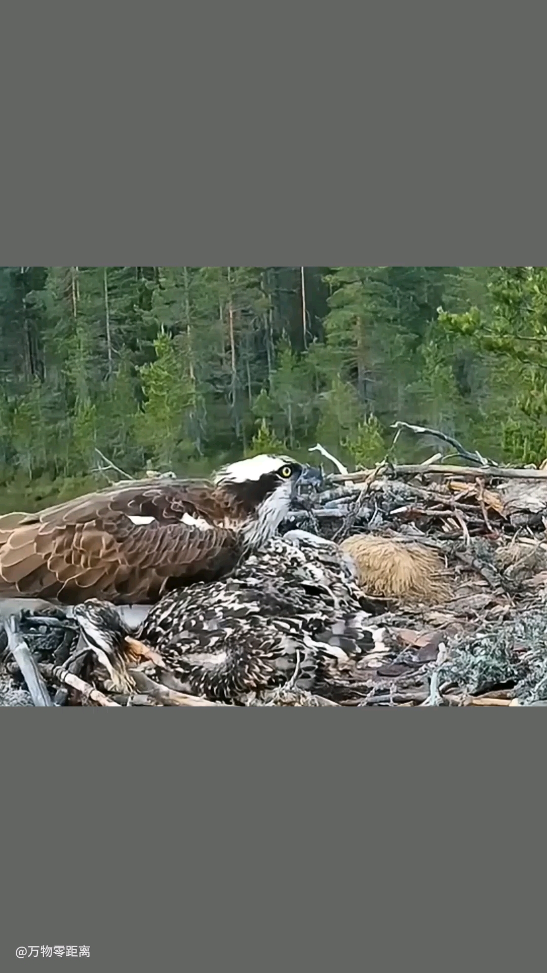 乌鸦袭击鱼鹰的幼鸟，竟只是为了一条鱼尾巴！