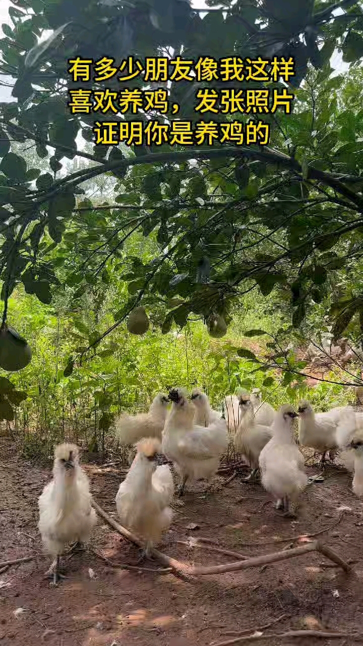 有多少像我一样喜欢养鸡,发张照片证明你是养鸡的