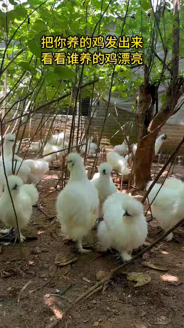 把你养的鸡发出来,看看谁养的鸡漂亮