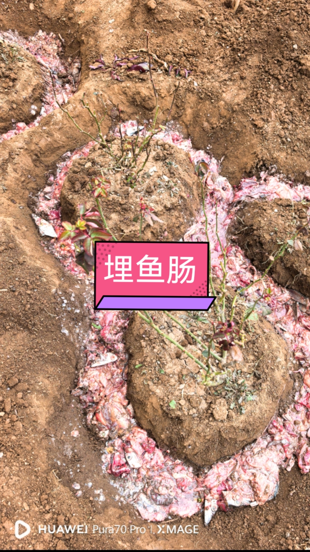 买52元的鱼送20斤鱼肠划算吗