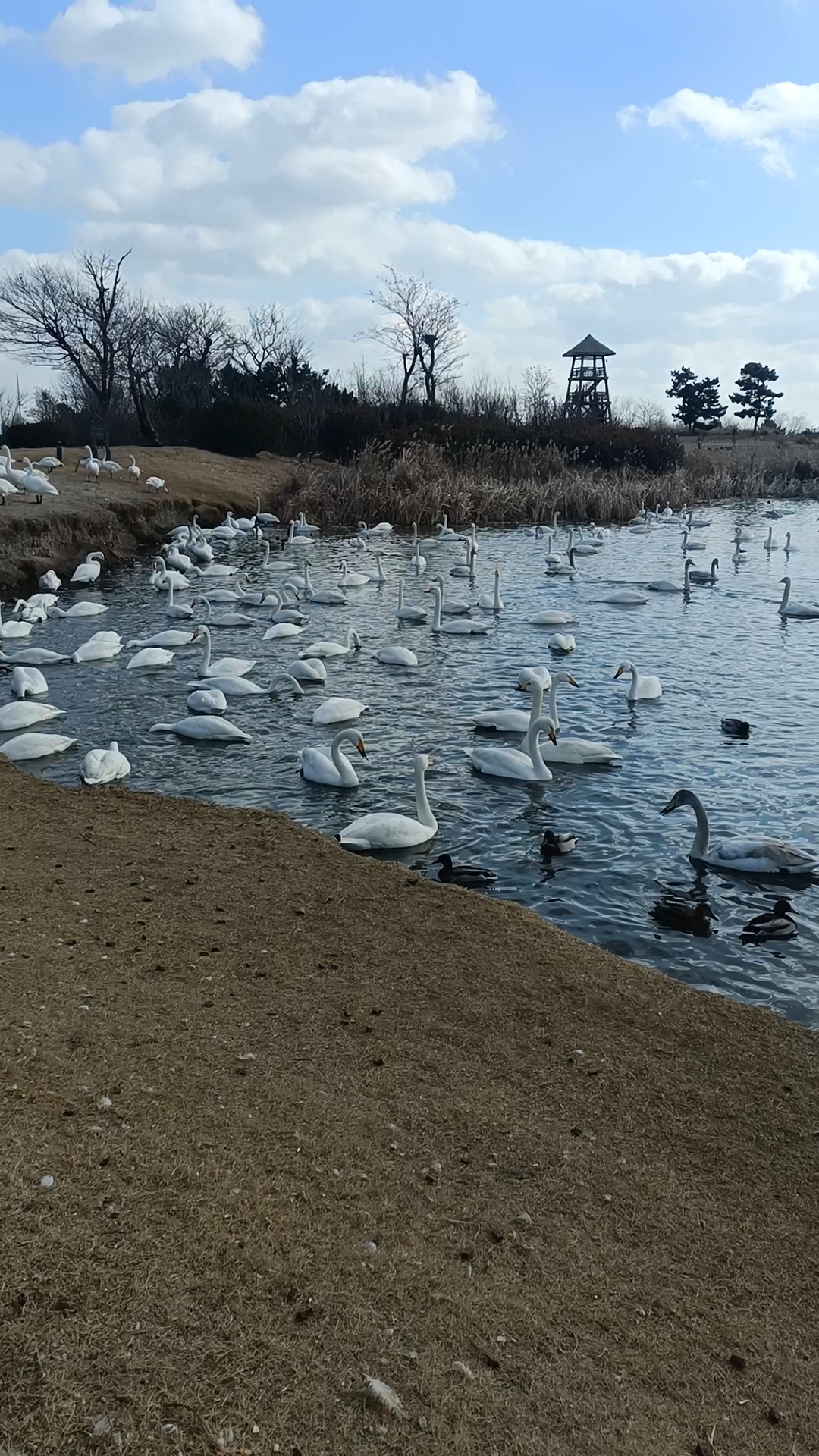 冬至阳光明媚看看白天鹅心情跟天气一样清澈美丽!