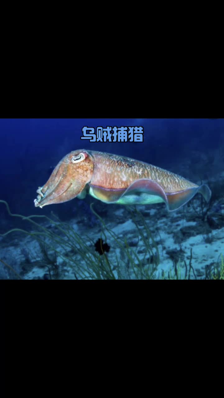 章鱼、墨鱼、鱿鱼、乌贼的区别是什么?