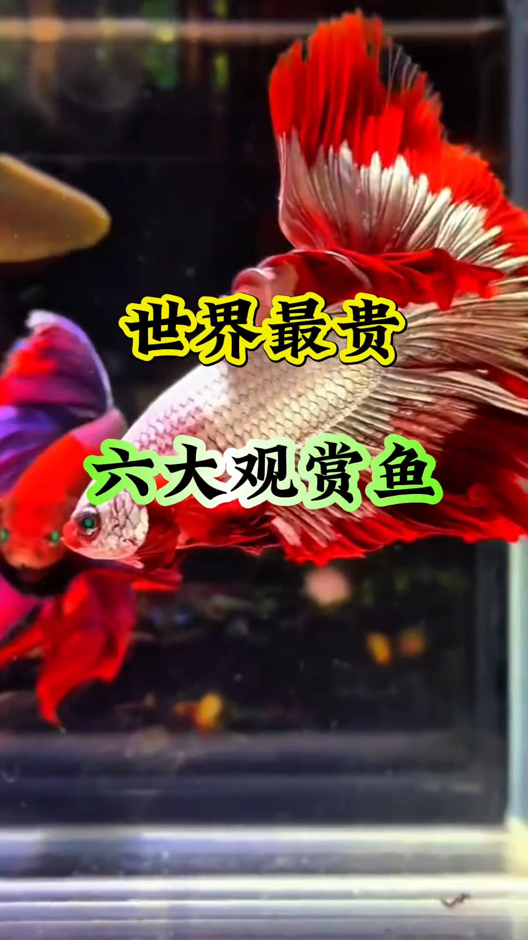 世界最贵六大观赏鱼#观赏鱼#养鱼经验分享#新手养鱼#养鱼攻略#观赏鱼