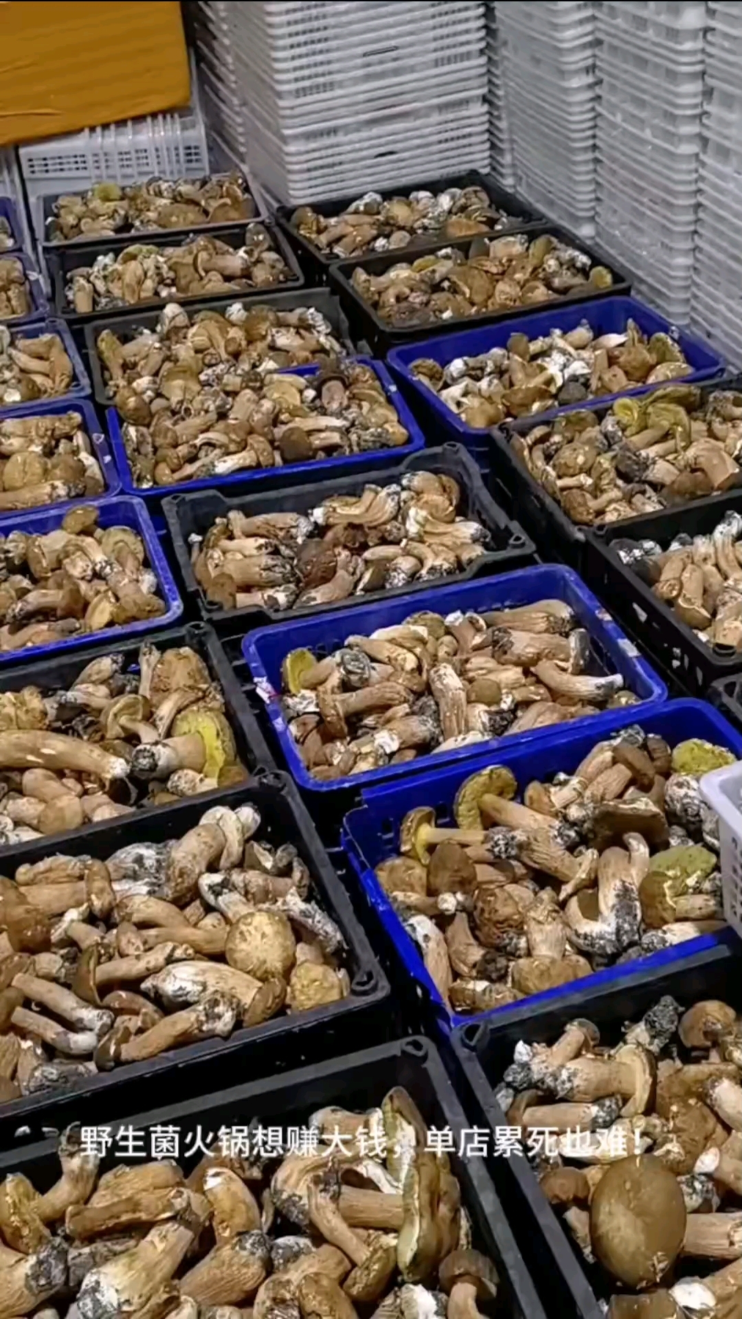 野生菌火锅单店总赚辛苦钱?连锁是破局关键#野生菌火锅连锁扩张