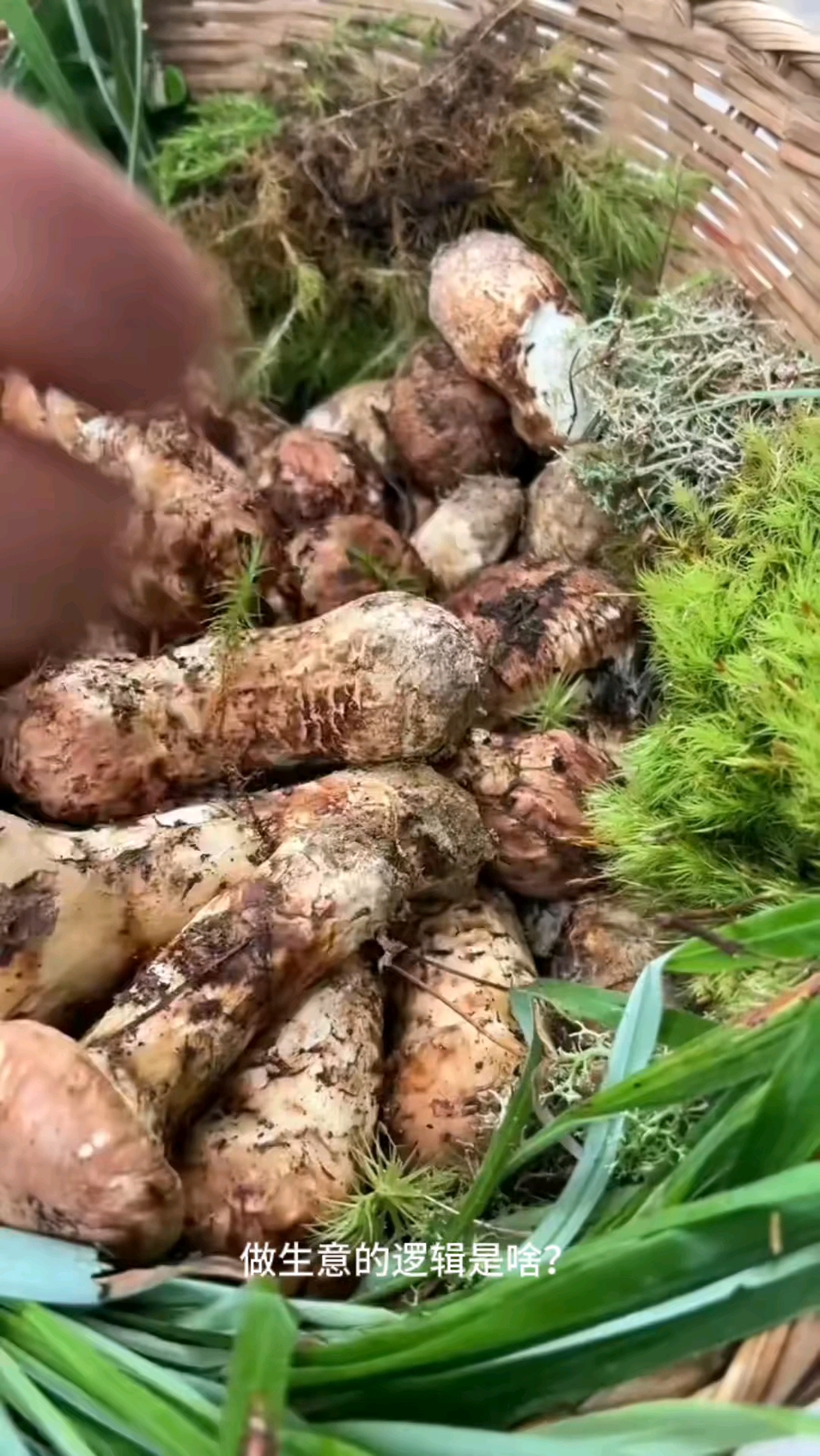 野生菌火锅老板必看:赚钱逻辑别想复杂了 #野生菌火锅 #餐饮
