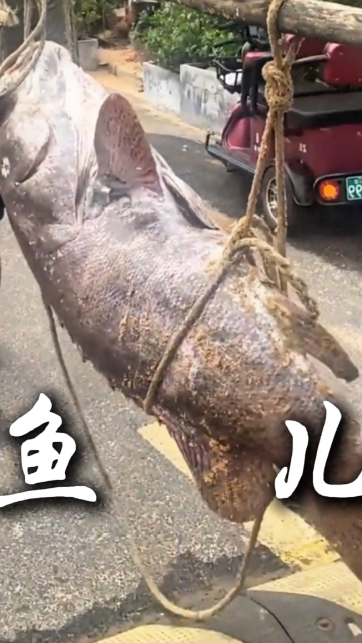 这些鱼值钱吗?