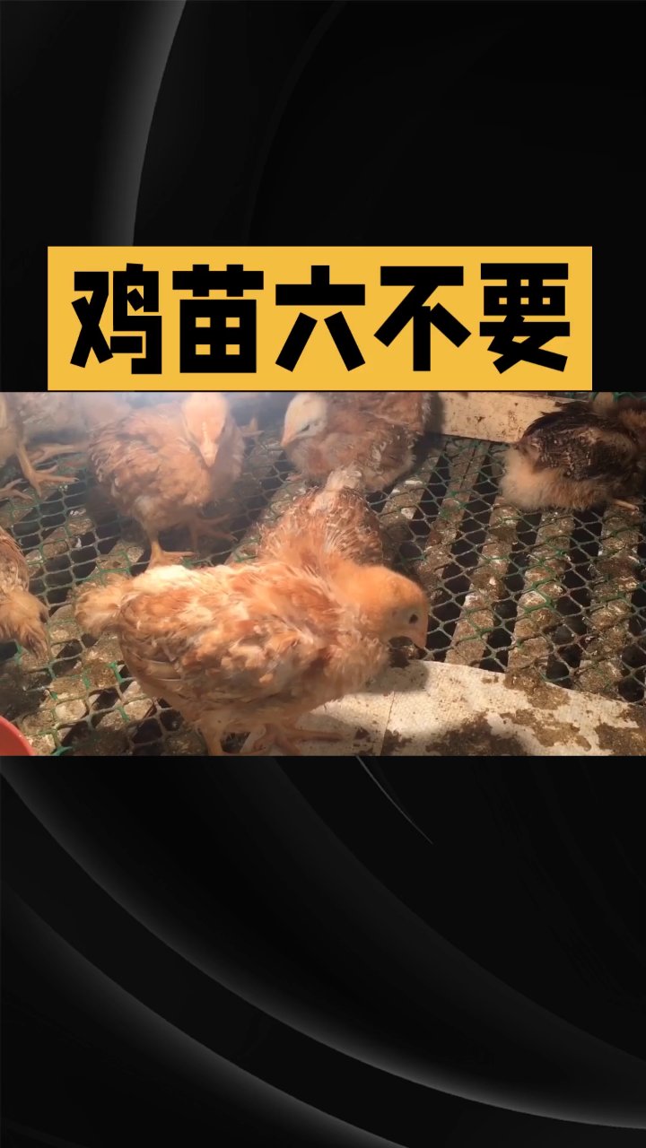 分享视频