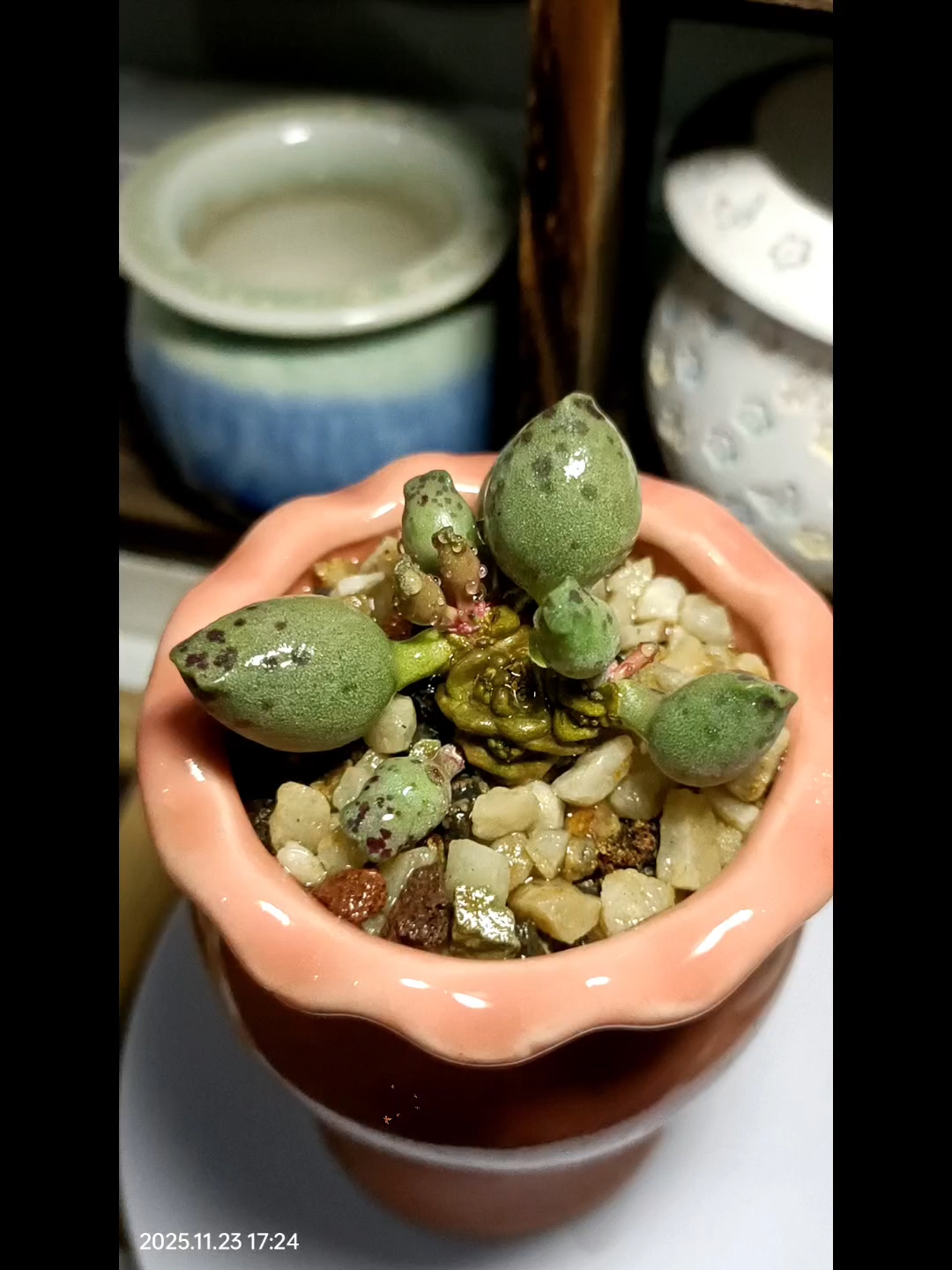 多肉小海豹长新叶了