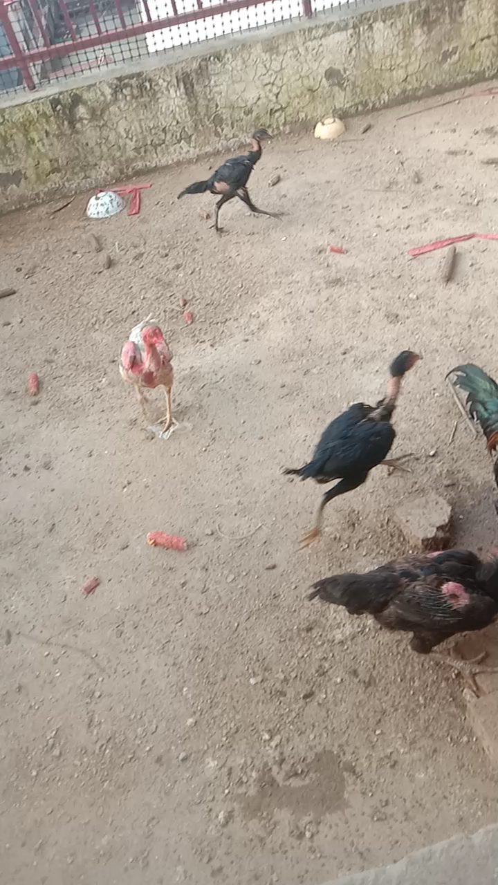 斗鸡越南鬼子斗鸡。