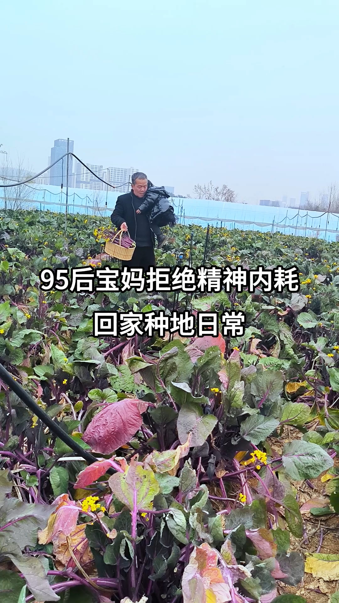 洪山菜薹绝绝子