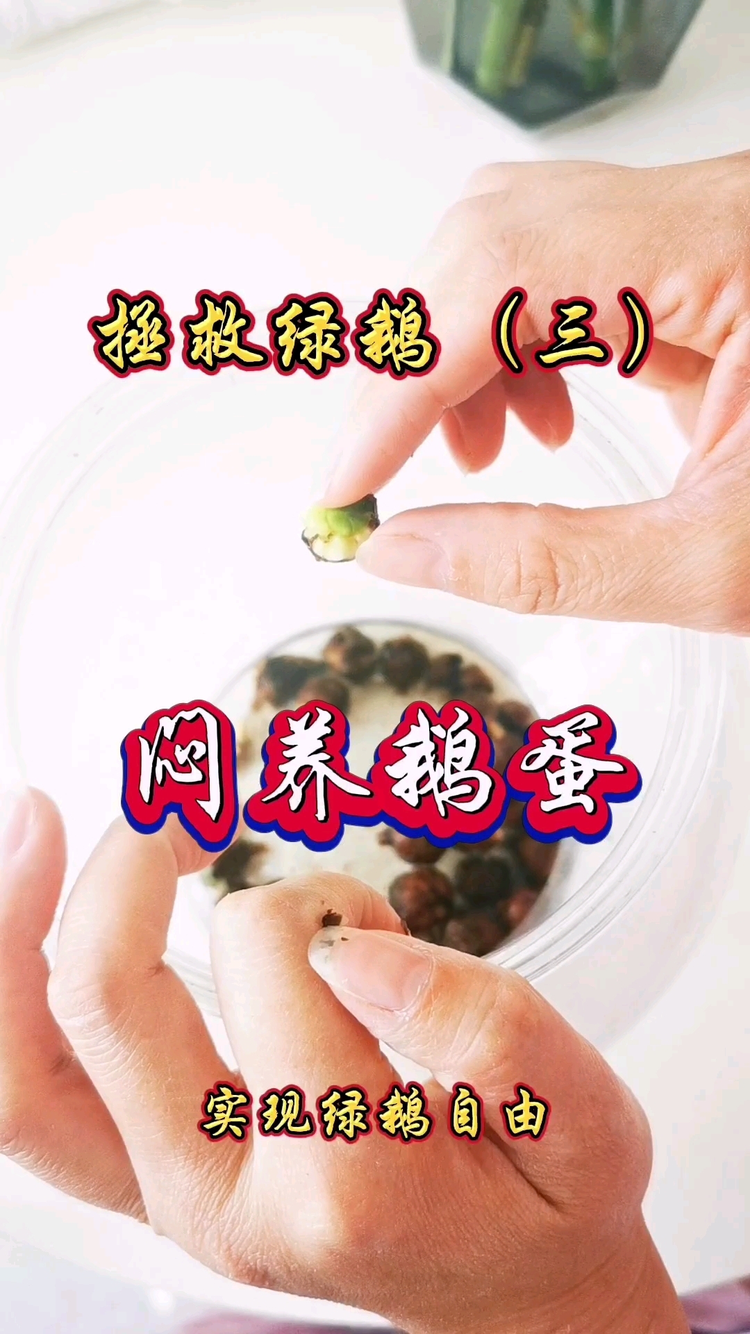 天气暖和了,快来一起实现绿鹅自由啊