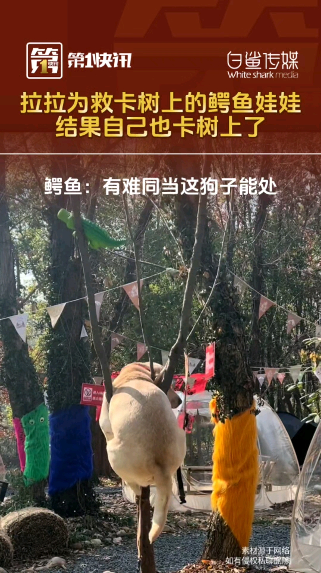 #拉布拉多 为救卡树上的鳄鱼娃娃,一跳自己也卡树上 #开心一