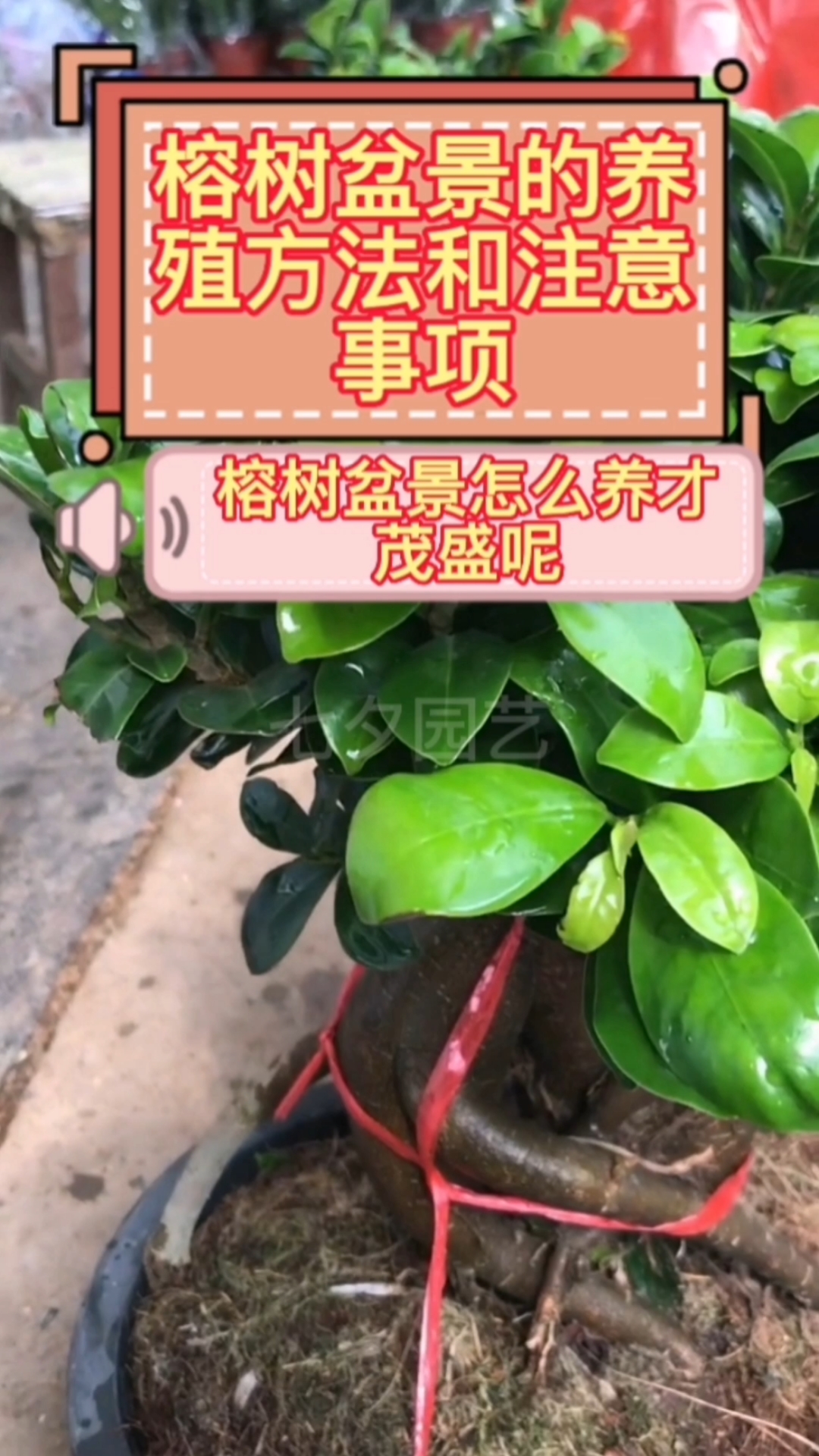 榕树盆景的养殖方法和注意