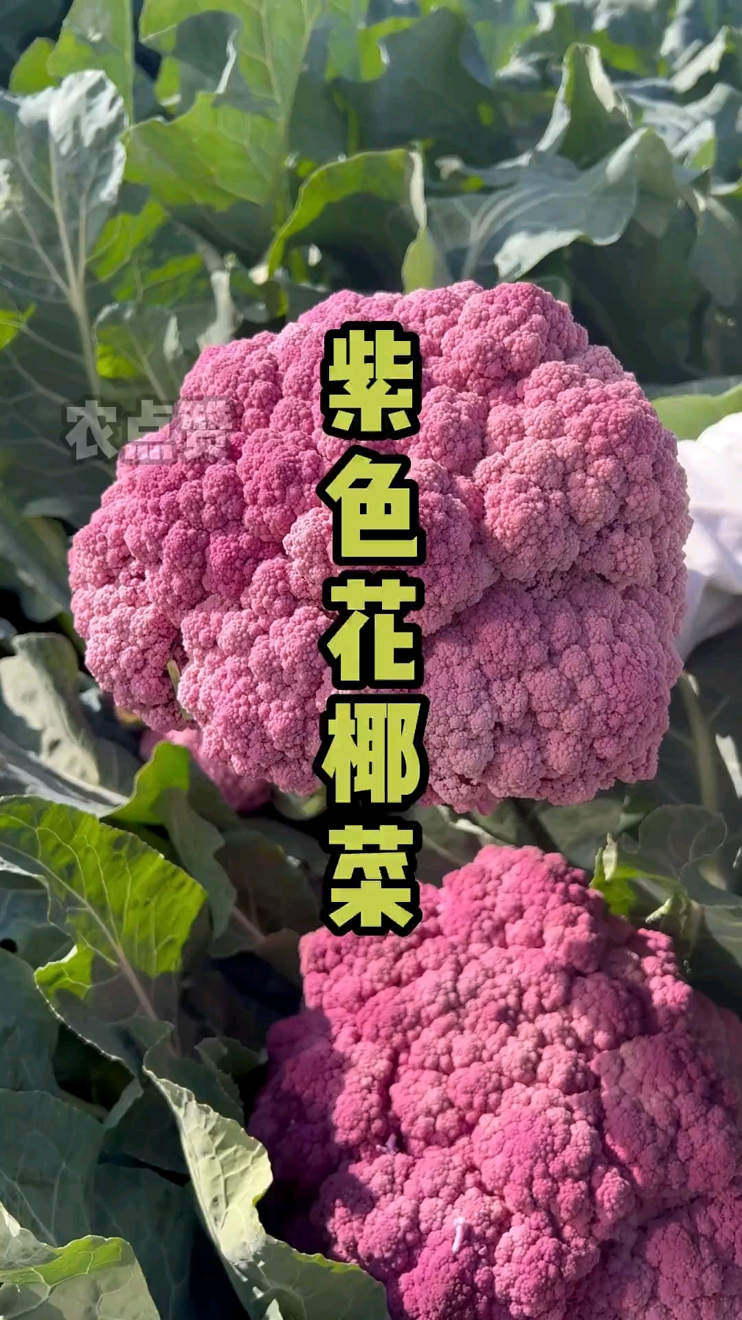 紫色花椰菜种子