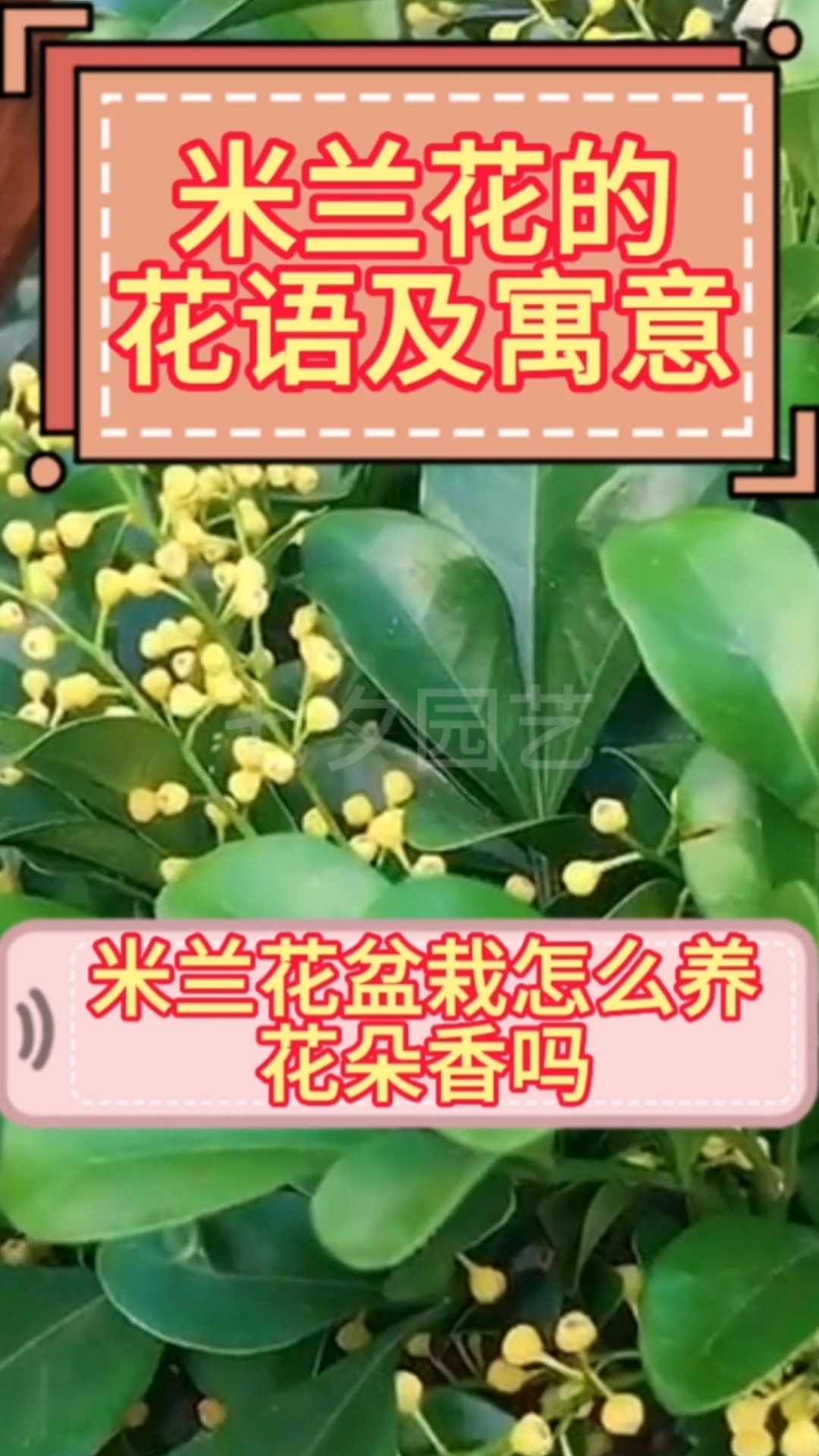 米兰花的花语及寓意