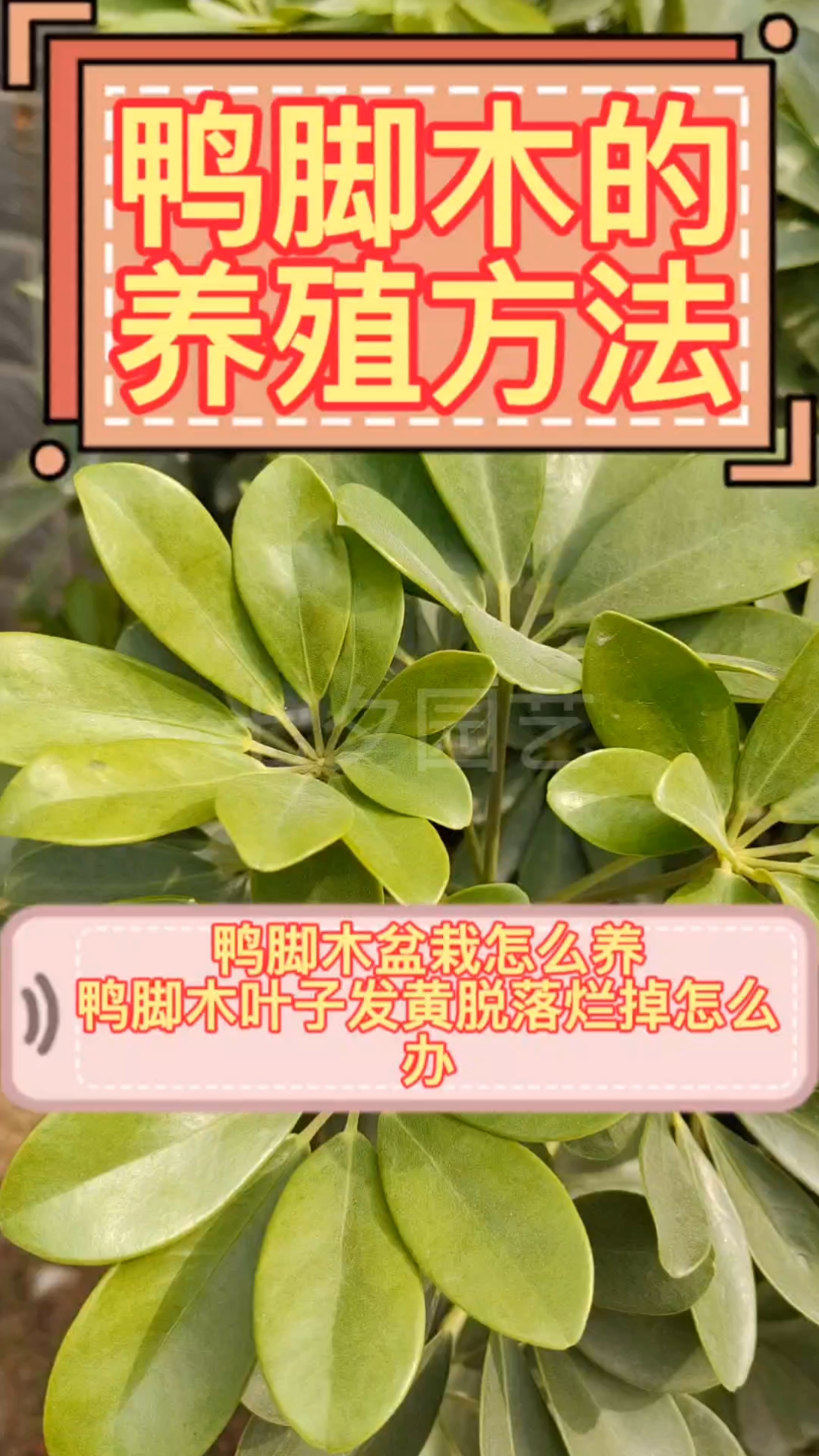 鸭脚木的养殖方法