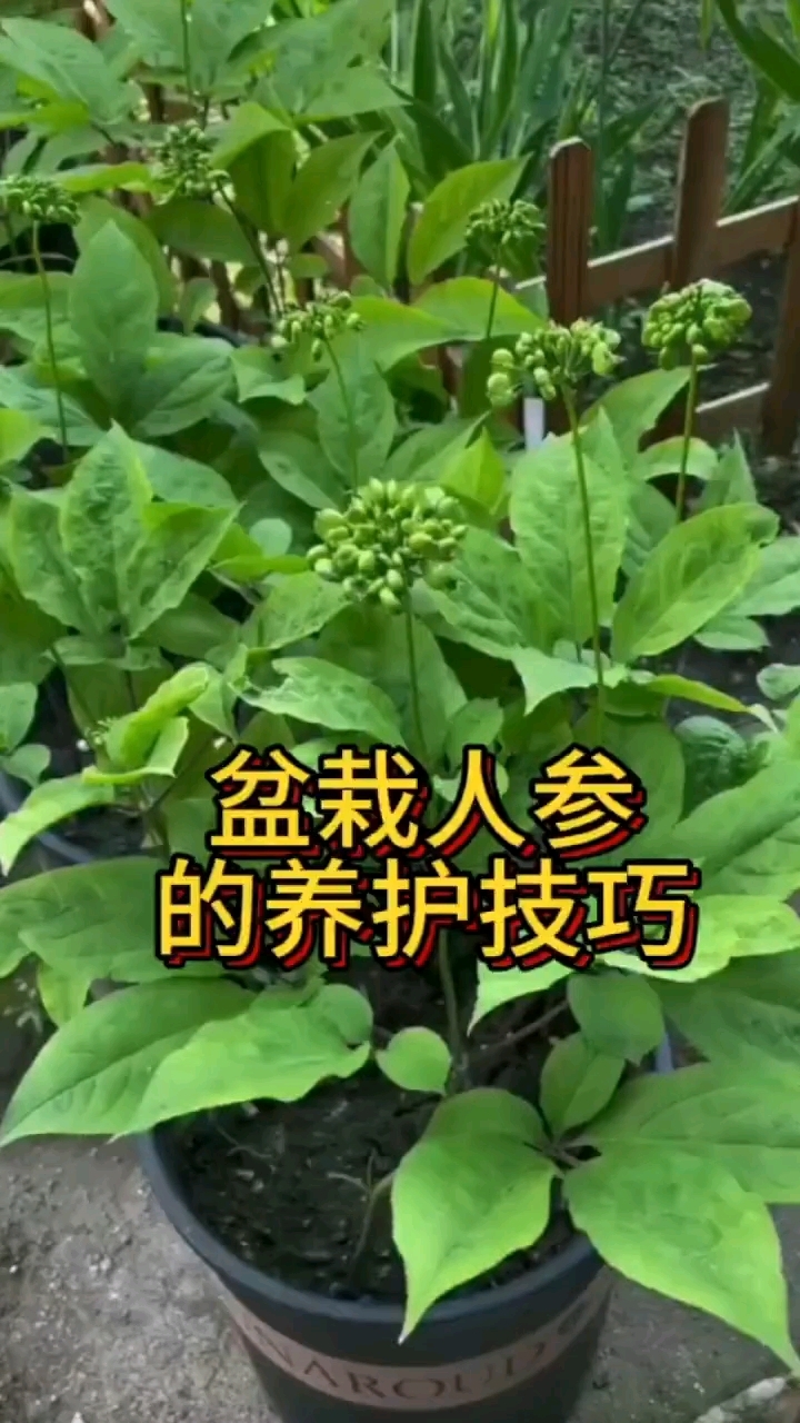 盆栽人参的养护技巧
