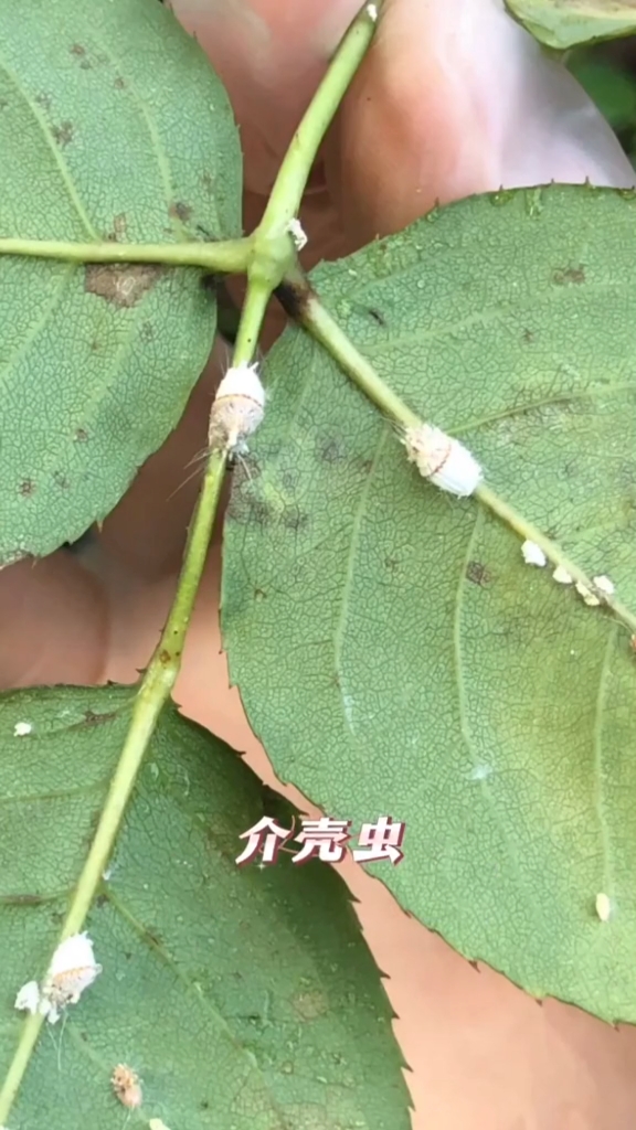各种病虫害的样貌和名称