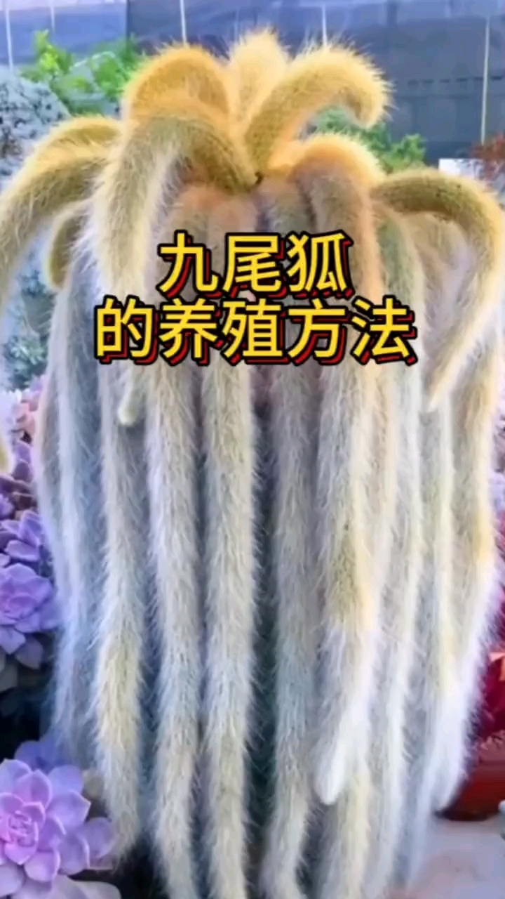 九尾狐多肉的养殖方法