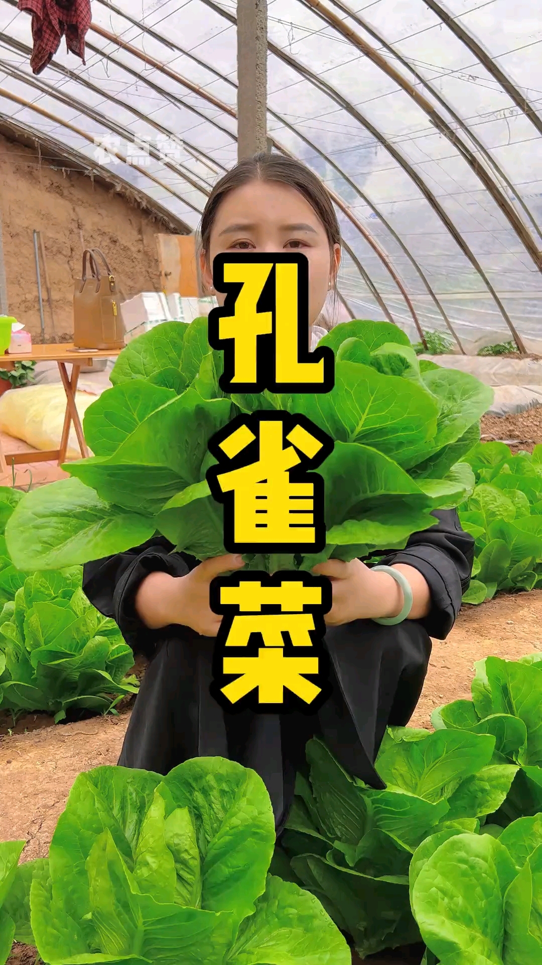 孔雀菜种子阳台小院盆栽都可以种