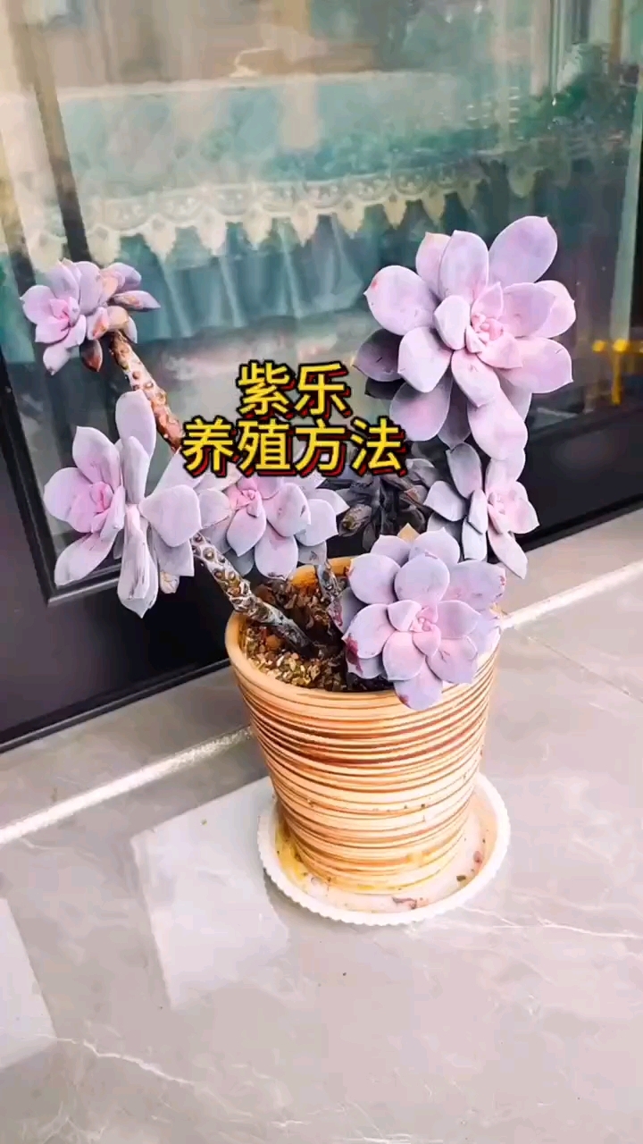 多肉紫乐的养殖方法