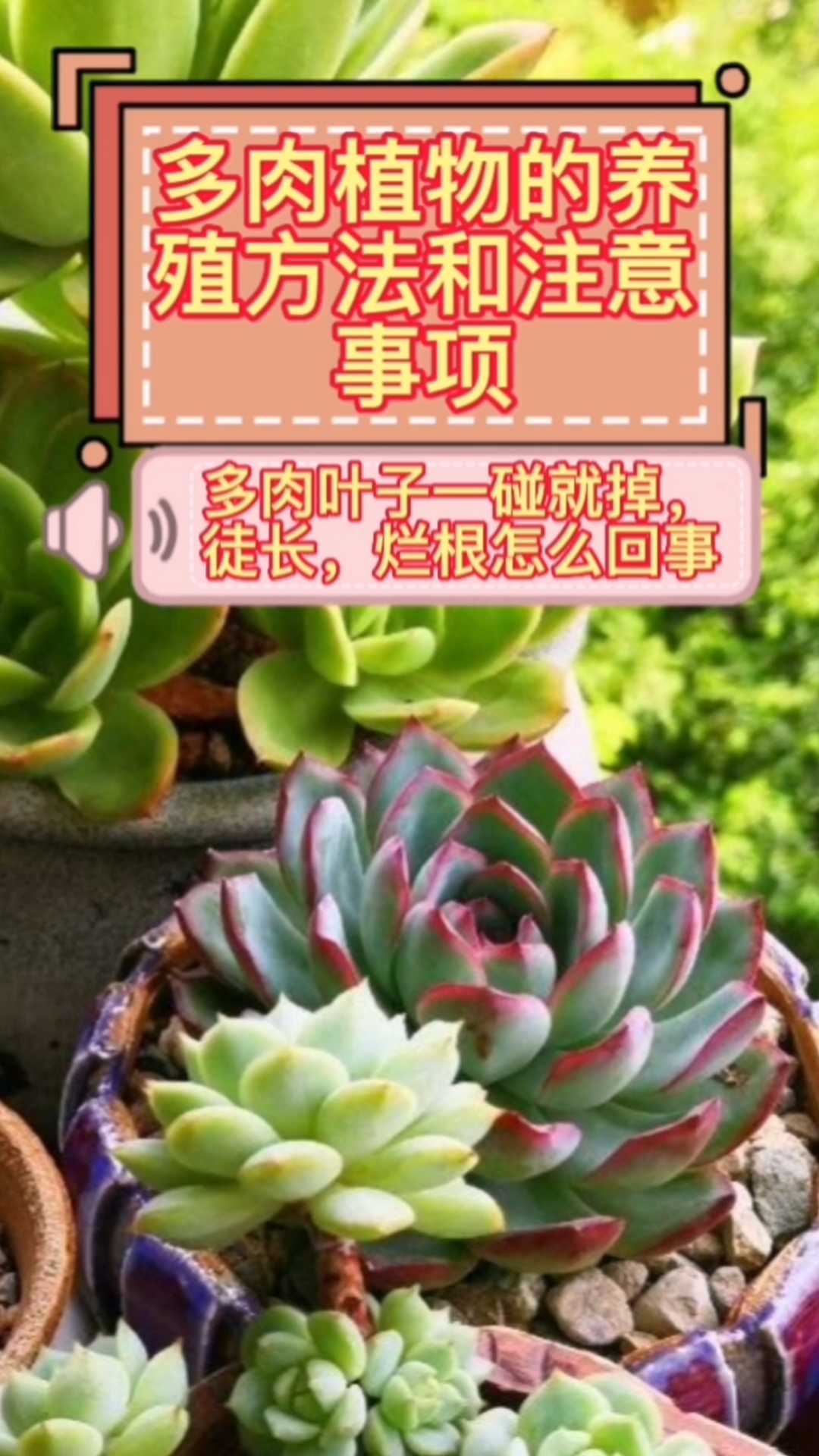 多肉植物的养殖方法和注意事项