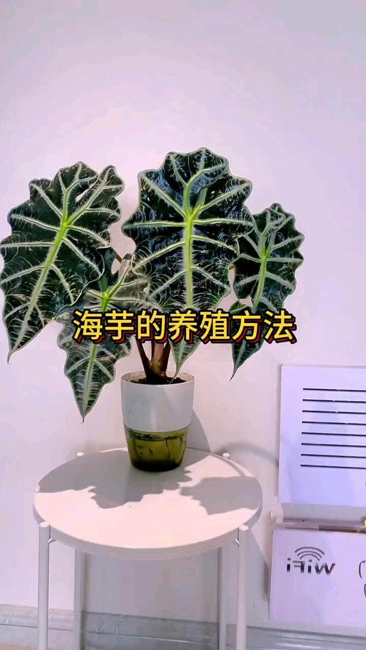 海芋的养殖方法,