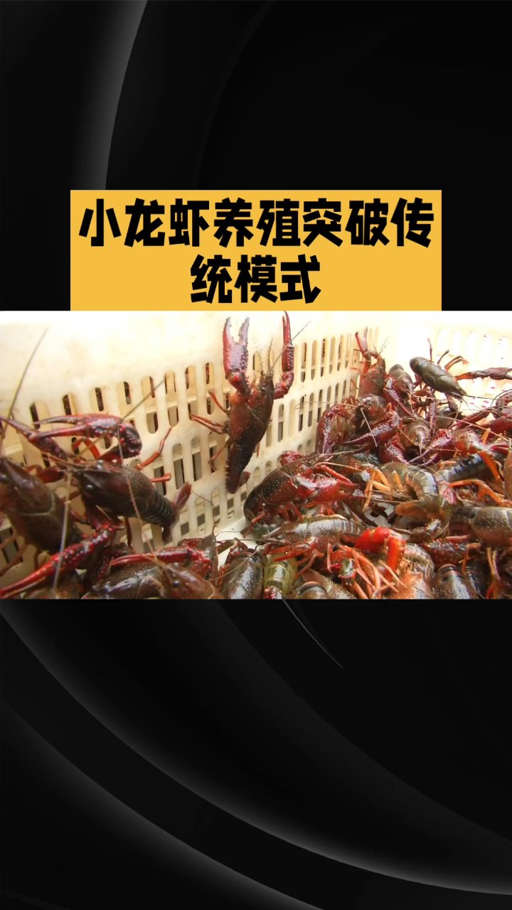 2026年小龙虾养殖如何才能赚到钱