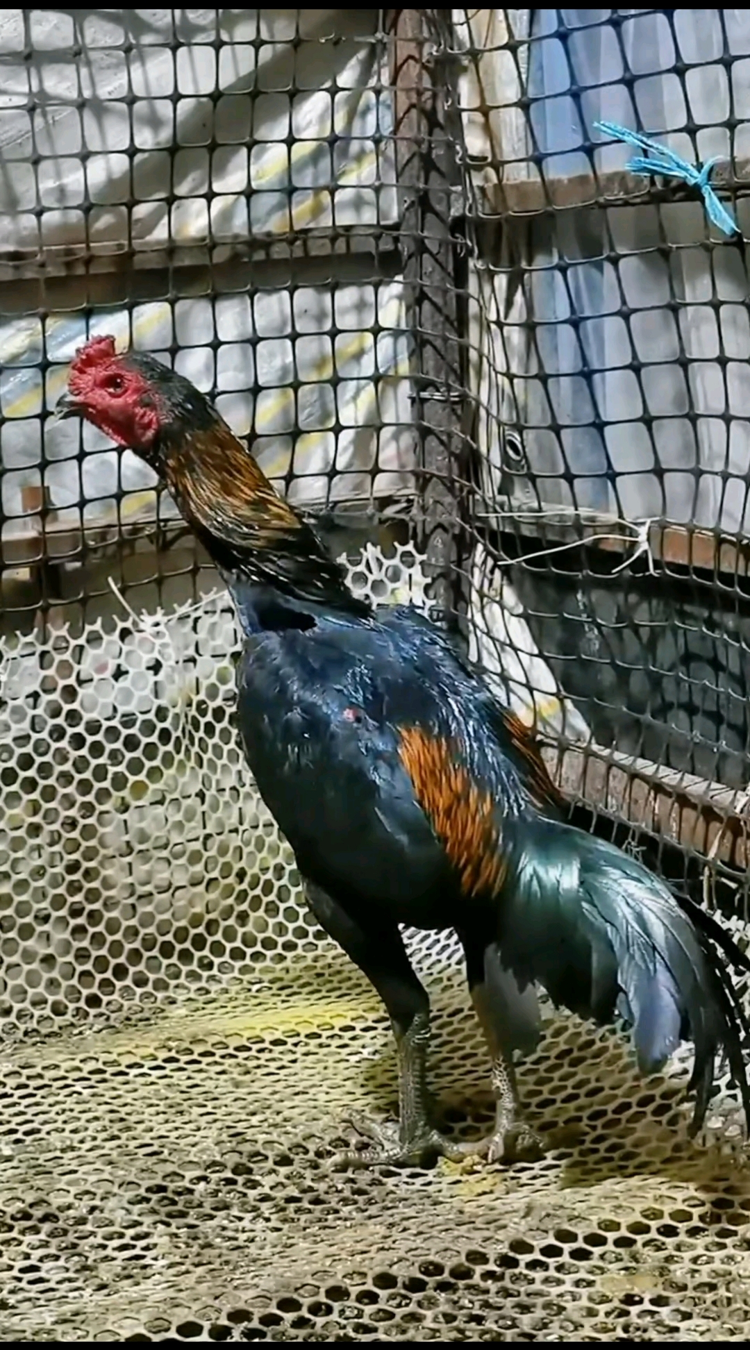 越南斗鸡