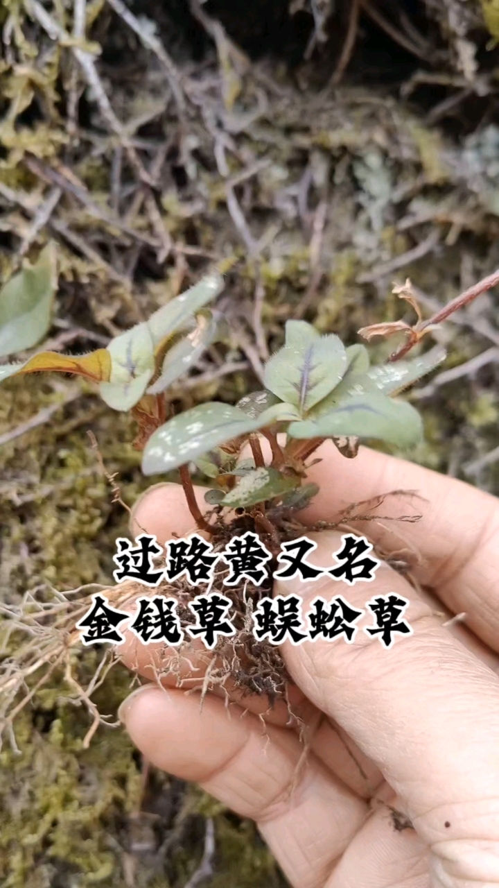 过路黄懂它的老人都采摘回去做凉拌菜,别名:金钱草、神仙对坐草